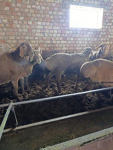 Баран, овца: Продаю | Баран (самец) | Арашан | Для разведения | Племенные — 10