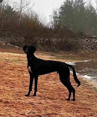 Psi: Saluki štenci, jedinstvena prilika Nudim četiri mužjaka crne boje — 10