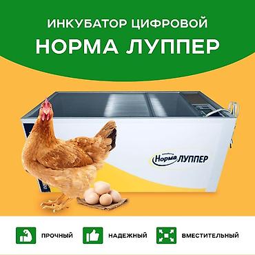 Товары и оборудование для с/х животных: Российский инкубаторлор: Норма луппер 72. Норма парка 120. Норма — 2