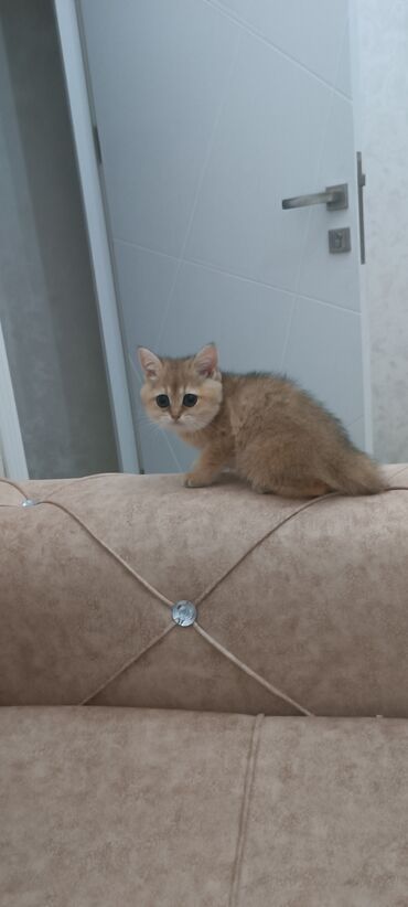 Pişiklər: Britan, Dişi, Yaxşı əllərə, Ünvandan götürmə, Ödənişli çatdırılma — 7