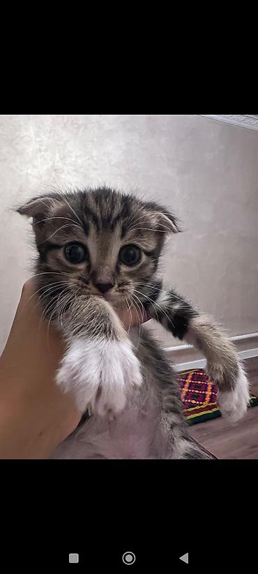 котята скоттиш фолд: Котята-шотландцы (скоттиш-фолд/страйт), помёт из нескольких малышей — 4