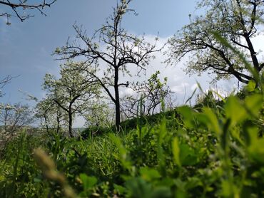 qusarda torpaq sahesi: 2 sot, Tikinti, Mülkiyyətçi, Kupça (Çıxarış)