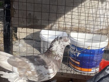 Другие с/х животные: Породные голуби с «чубом» и мощным зобом (дутыши/крякуны), окраска — 21