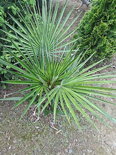 Çöl bitkiləri: Ağac, gullerin satişi — 8