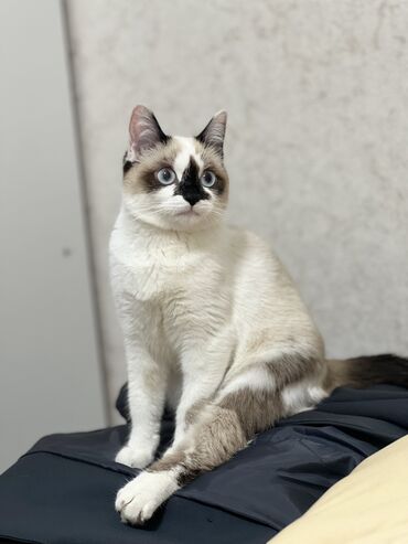 Отдам даром кошку: Кошка даром: Сиамская, 3 года, Девочка