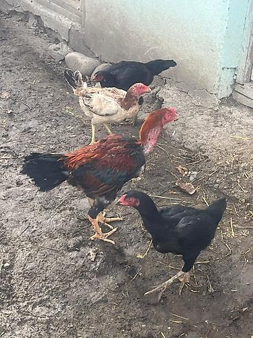 avstrolop yumurtasi: Mayalı Sosyet heyratı yumurtaları satılır yaxşı heyvanların — 4
