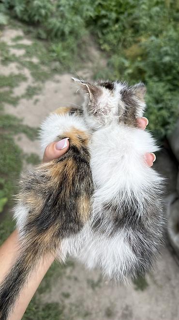 Мышыктар: Котята: мальчик и девочка К латку приучены, игривые кушают очень — 1