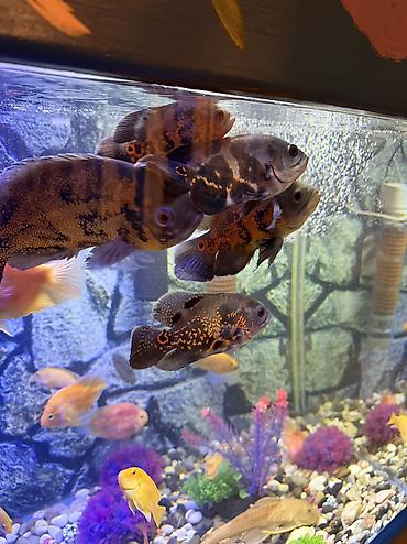 Akvariumlar: Продается аквариум 2 м с рыбами все вместе рыбы декор и — 23