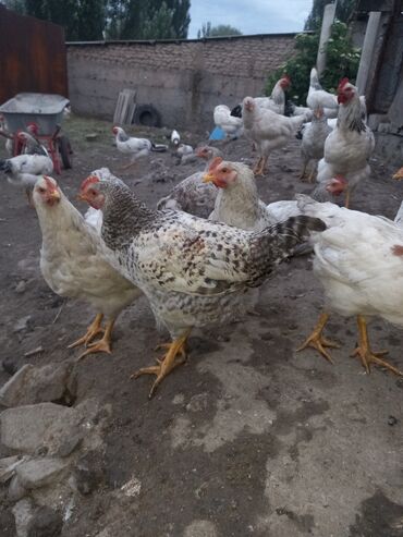 голубь птицы: Продаю цыплят Мастер грей, возраст два спалавиной месяца цена 250 сом