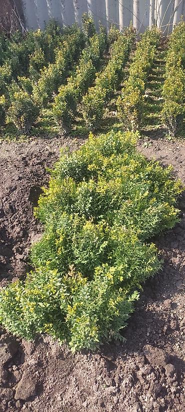 Другие декоративные деревья: Самшит — 6