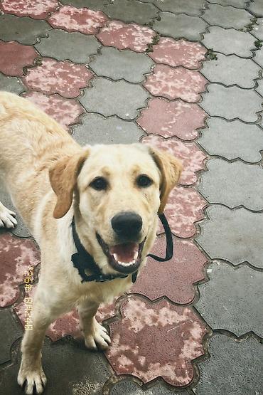 немецские овчарки: 🐕 ДРЕССИРОВКА СОБАК | ПЕРЕДЕРЖКА + ОБУЧЕНИЕ 🐾 Опыт работы с собаками — 9