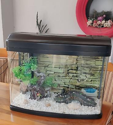 akvarium az: Boş, 60 l, Ünvandan götürmə — 1