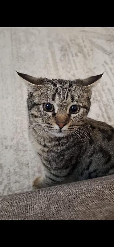 Коврики для мышки: Отдам даром в добрые руки мальчика,азиатский табби 8 месяцев, к лотку — 7