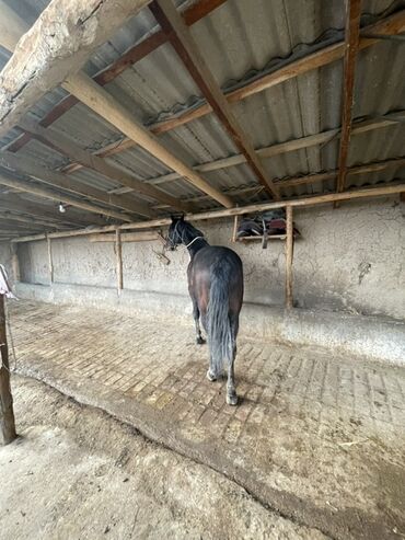 Лошади, кони: Продаю | Кобыла (самка) | Рабочий — 3