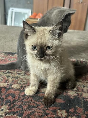 коты бишкек: Отдаю даром котят — 6