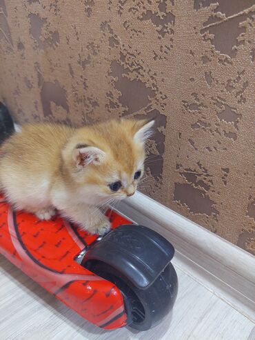 Pişiklər: Qızıl şinşilla, Erkək, Dişi, Yaxşı əllərə, Ünvandan götürmə -da lalafo.az — 15 Pişiklər: Qızıl şinşilla, Erkək, Dişi, Yaxşı əllərə, Ünvandan götürmə — 15