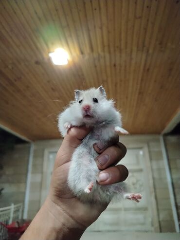 Gəmiricilər: Hamster erkək və dişi 4 balası ile birlikde satılır isdeyen nömreye