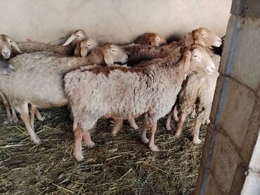 Бараны, овцы: Продаю | Овца (самка) | Арашан | Для разведения | Котные, Матка, Племенные — 12