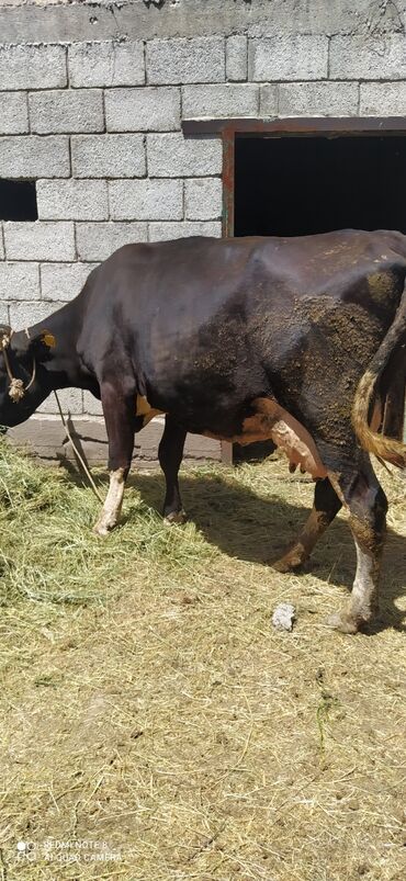 малочный карова: Продаю | Корова (самка) | Голштин | Для молока