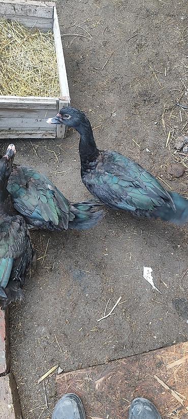 Другие с/х животные: Селезни самцы Мускусные утки (3 шт), черного окраса.1 штук 1700 с - — 12