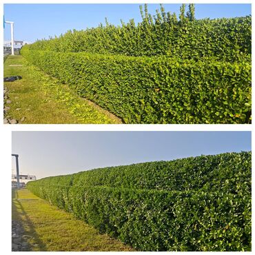 Ağaclar: Dejarativ 🌲 larin budanmasi həmsə yasil vitkilərin budanmasi kim — 13