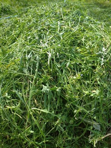 hdmi кабель цена бишкек: Свеже скошенная трава