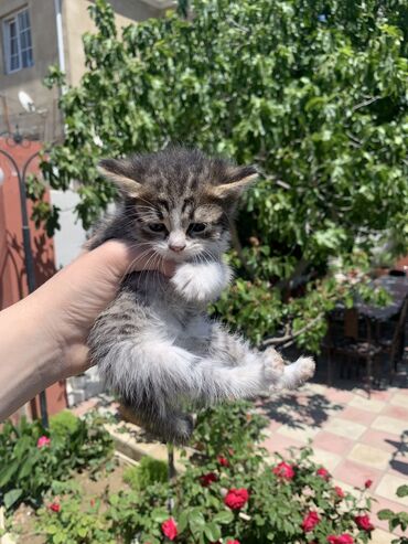 вислоухий котенок: Котенок милый и ласковый бесплатно в хорошие руки