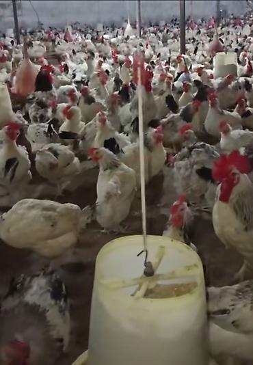 Toyuq, Ətlik