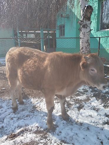 Коровы, быки: Продаю | Бык (самец) | Симментальская | На откорм — 8