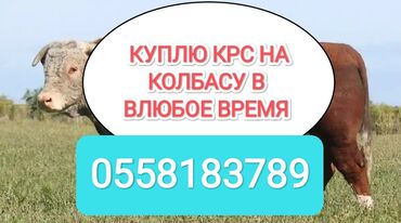 продам вислоухих котят: Куплю | Лошади, кони, Коровы, быки | Круглосуточно, Самовывоз, Любое состояние