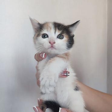 купить котят: Котята, помёт домашней кошки. Разные окрасы: черно-белый — 5