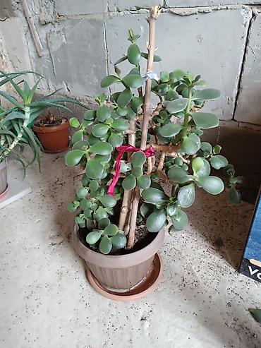 Денежное дерево: Толстянка (денежное дерево) в горшке. - Сорт: Crassula ovata — 1