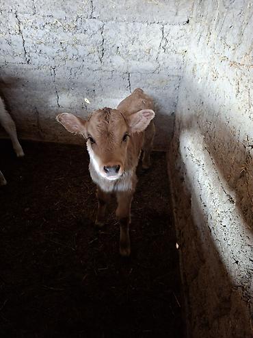 Коровы, быки: Продаю | Музоо, торпок | Искусственник — 9