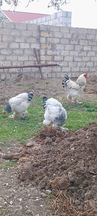 halep kecisi satilir: Təmiz qan Light Bramaların yumurtaların satışı mövcuddur. Maraqlı olan — 2