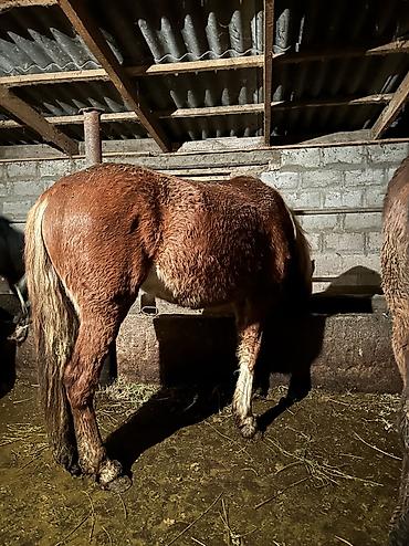 Лошади, кони: Продаю | Кобыла (самка), Конь (самец), Жеребенок | Полукровка | На забой, Для разведения, Для молока — 19