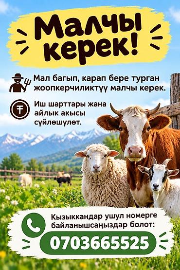 Айыл чарба: Требуется пастух для ухода за скотом. Описание работы: - Выпас и — 1