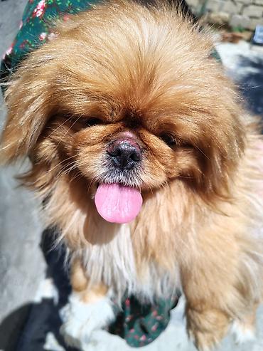Pekines, 2 il, Erkək, Pulsuz çatdırılma