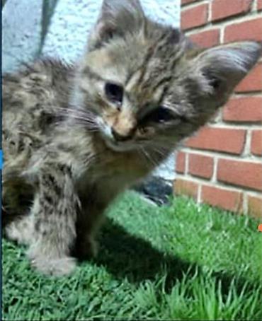 приют котят: Котёнокмальчик 2 месяца,кушает все,ходит в лоток, ищет добрых хозяев — 1