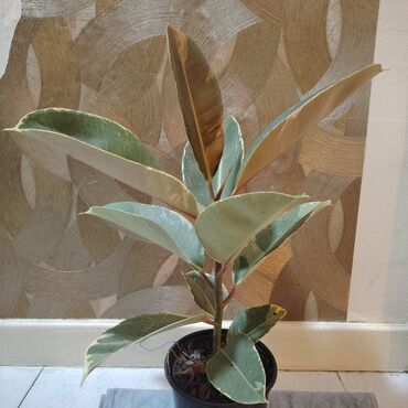 сколько стоит пальма в горшке: Fikuslar 5 azn Şeflera 6 azn Fikus elastika (kauçuk ağacı) –