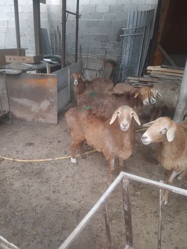 купить йоркширского терьера мини: Продаю | Овца (самка) | Для разведения | Матка