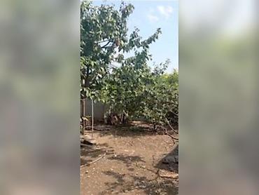 bag evi isi: 3 otaqlı, 79 kv. m, Orta təmir — 3