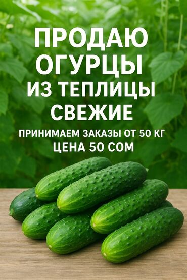 Жашылчалар: Бадыраңдар Дүңүнөн