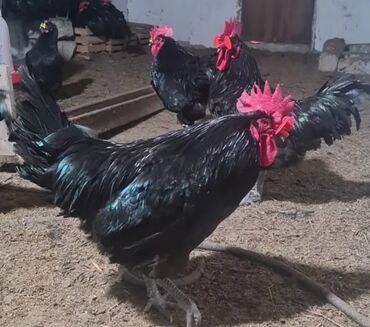 Akvariumlar: Şəkildə qara rəngli, parlaq tükləri və qırmızı daraqları olan xoruz