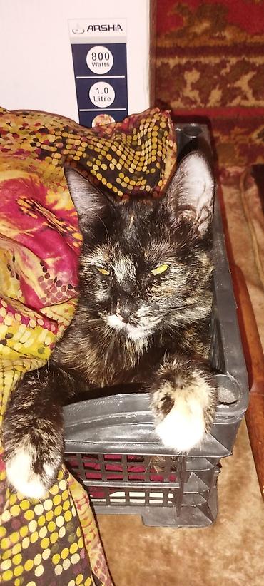 купить кошку манчкин: ​🐾 ОТДАДИМ КОТЯТ В ДОБРЫЕ РУКИ! 🐾 ​Малыши уже подросли, стали очень — 6