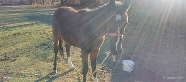 Лошади, кони: Продаю | Жеребенок | Рабочий at lalafo.kg — 3 Лошади, кони: Продаю | Жеребенок | Рабочий — 3