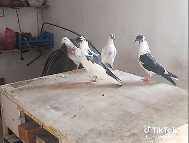 goyercin novleri: 1əbrəş maya-1 göy quyruq çilbaş maya-2dənə baladan çıxma qarabaş — 3