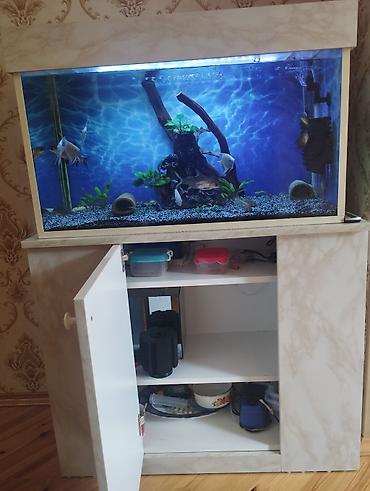 akvariumlar: Akvarium-şkaf, Balıqlarla birlikdə, 126 l, Ünvandan götürmə — 2