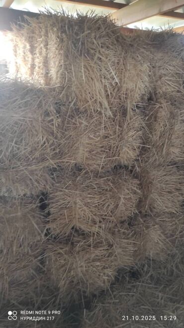 породистые козы: Солома в тюках - Прессованная солома в тюках, складирована под