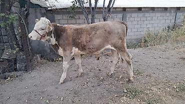 мал алам: Продаю | Бык (самец) — 8