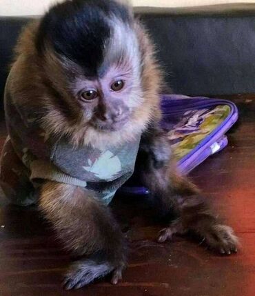 Όμορφα μωρά μαϊμούδες διαθέσιμα για υιοθεσία. Ενημερώστε με αν